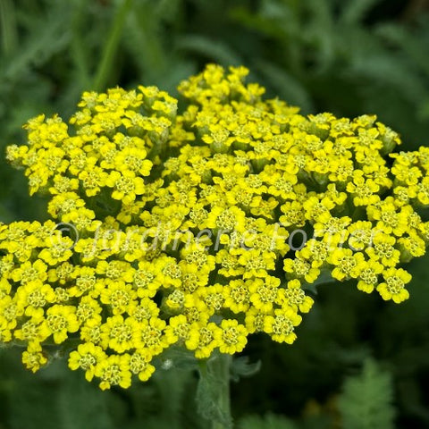 Achillea "Sassy summer lemon"