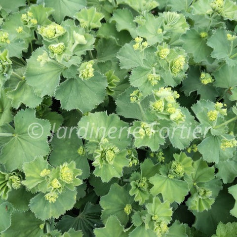 Alchemilla "mollis"