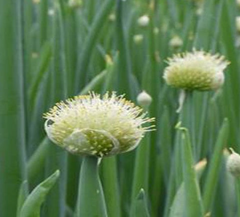 Allium "Altaicum ail de Mongolie"