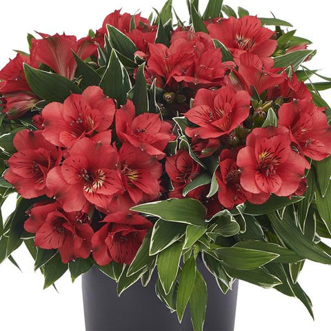 BOUTURE PRÉVENTE - Alstroemeria Colorita Katiana