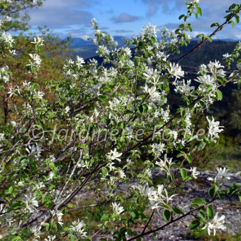 Amelanchier "Ovalis Pumila" sur tige
