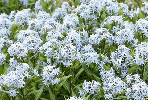 Amsonia "Starstruck"