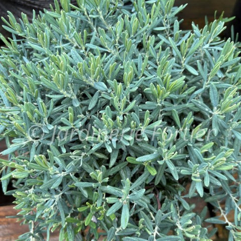 Andromède "Blue ice"