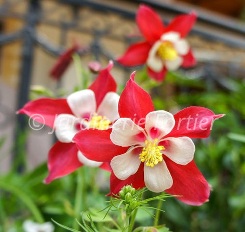 Aquilegia "Earlybird Red Yellow"