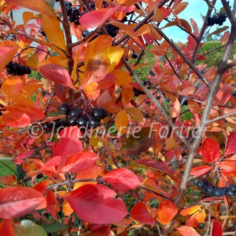 Aronia "Automn Magic"