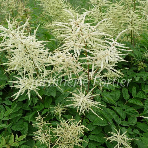 Aruncus dioicus "Sylvestris"