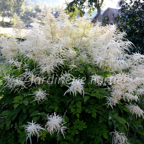 Aruncus "Fairy Hair"