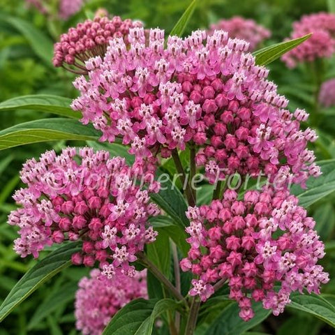 Asclepias "Cinderella"