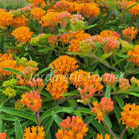 Asclepias "Tuberosa"