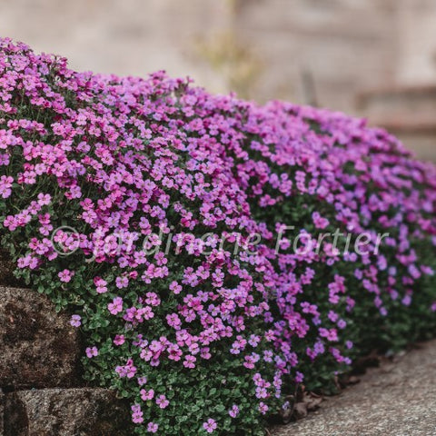 Aubrieta "Rock on pink"