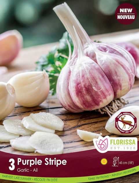 Bulbe "Ail Purple Stripe"