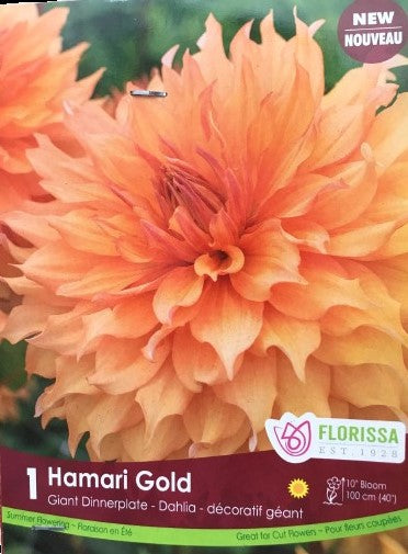 Bulbe de "Dahlia Hamari Gold Premium"