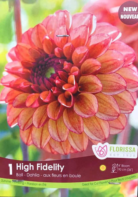 Bulbe de "Dahlia Fidelity Premium"