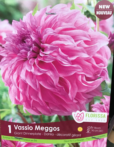 Bulbe de "Dahlia Vassio Meggos"