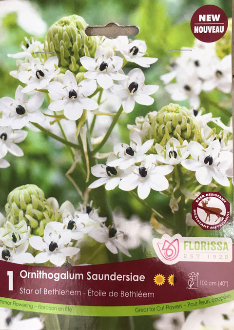 Bulbe de "Ornithogalum Saundersiae"