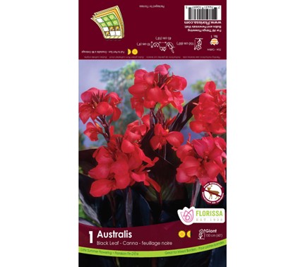 Bulbe de "Canna Australis"