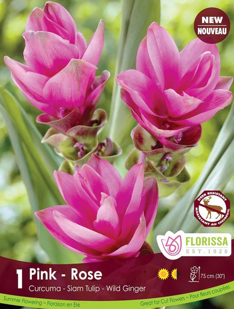 Bulbe de "Curcuma pink"
