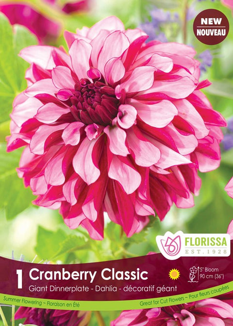 Bulbe de "Dahlia Cranberry Classic"
