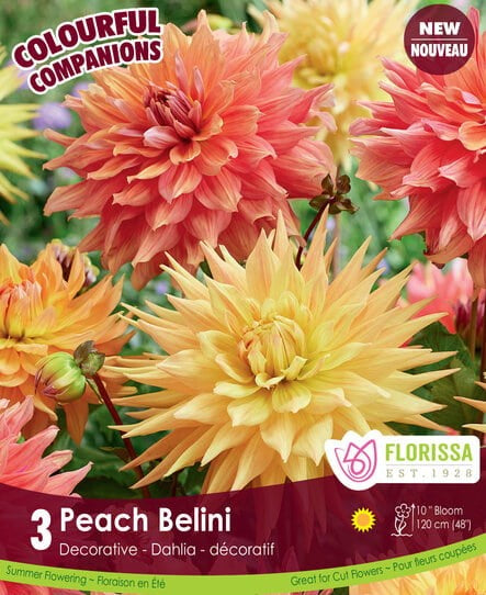 Bulbe de "Dahlia Peach Belini"