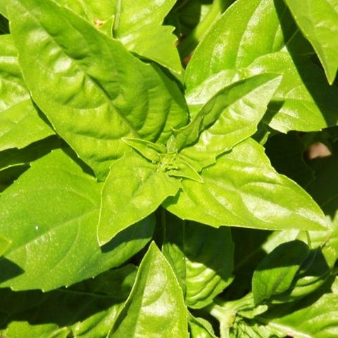 Semence "Basilic Genovese" - Bio - Écoumène