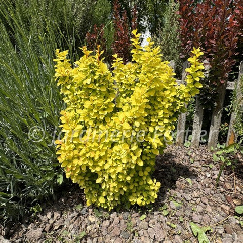 Berberis Aureus "Nana"