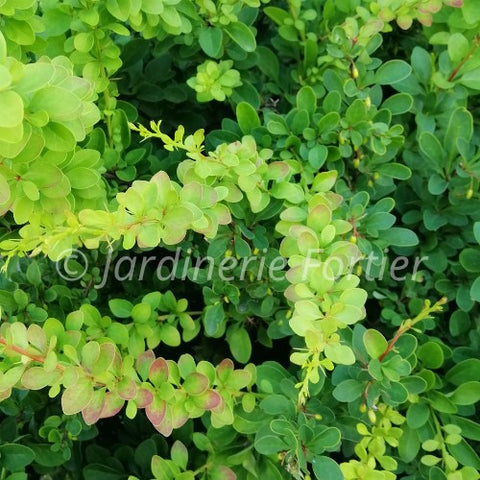 Berberis "Jade Carousel"