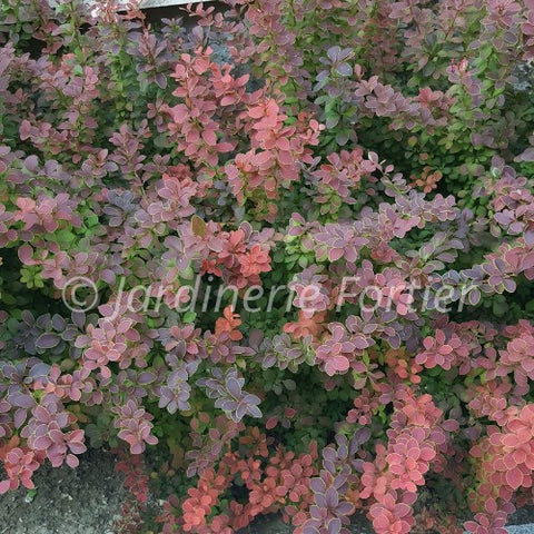 Berberis "Rose Glow"