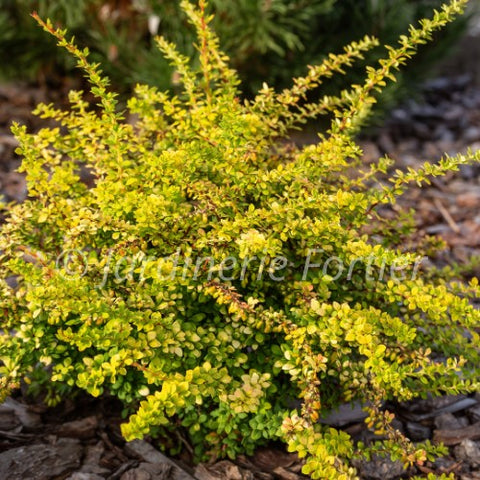 Berberis "Thunbergii Sunsation"