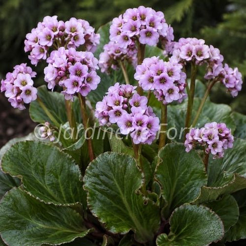 Bergenia "Peppermint Patty"