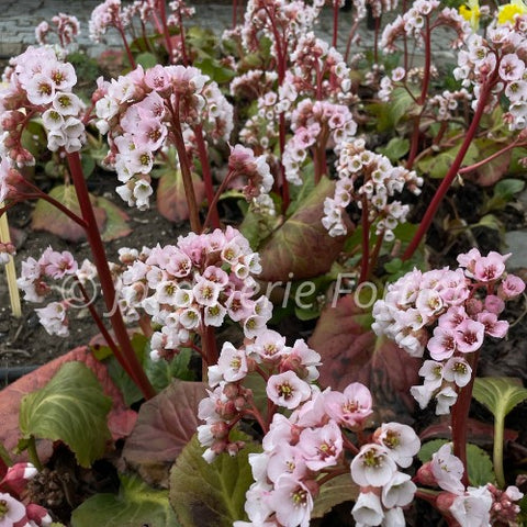 Bergenia "Happily Ever After"