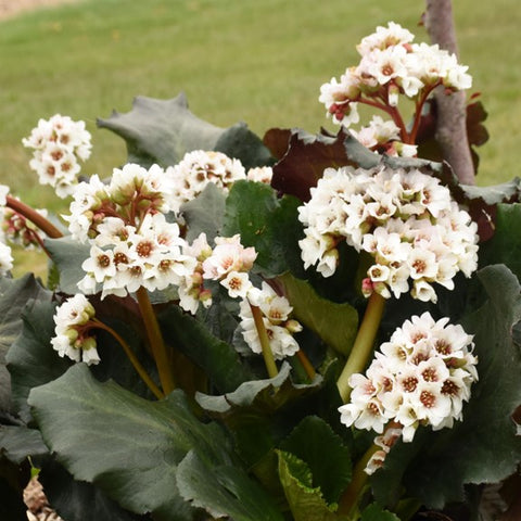 Bergenia "Happily Ever After"