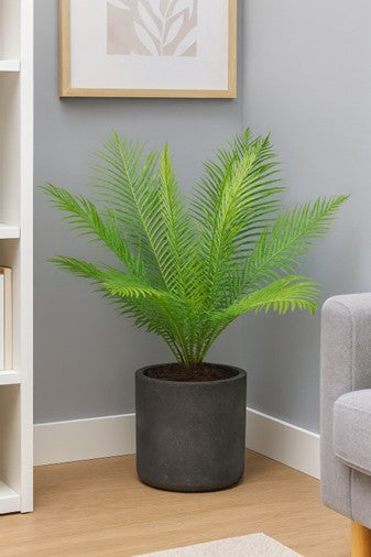 Plante d'intérieur "Blechnum Silver Lady"