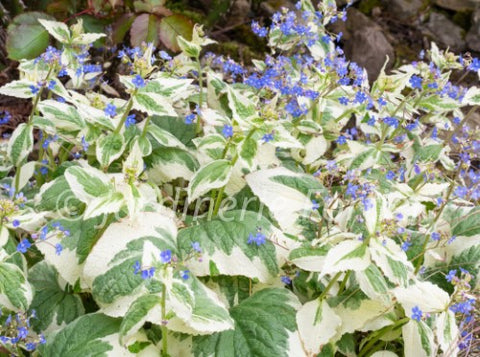 Brunnera macrophylla "Dawson's White"