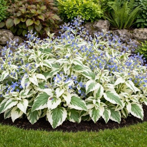 Brunnera macrophylla "Dawson's White"