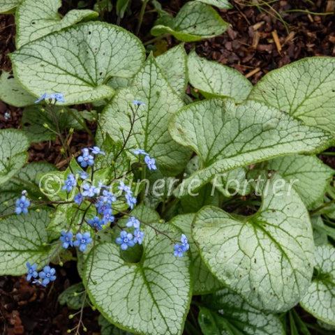 Brunnera macrophylla Jack Frost