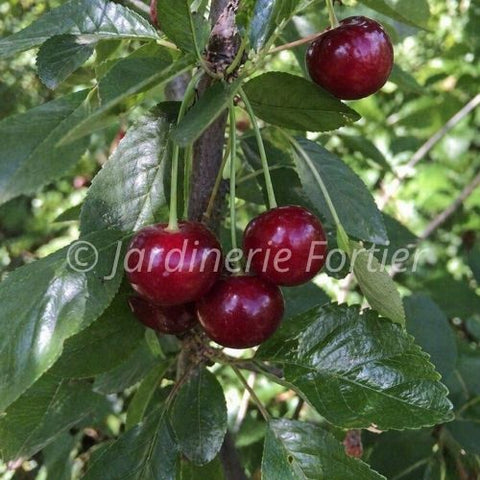 Cerisier "Juliet"