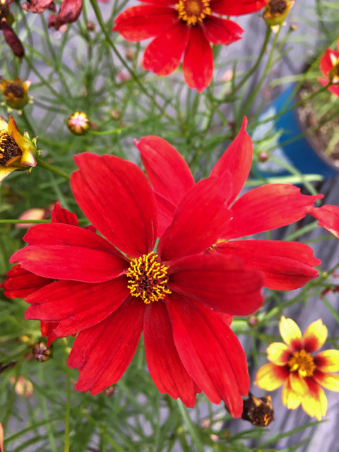Coreopsis "Fall Sensation Vermillion"