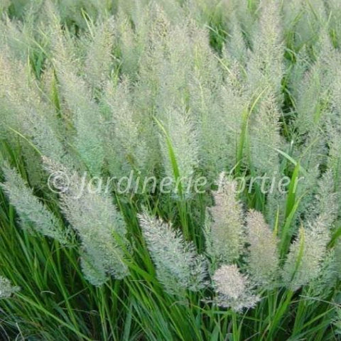 Calamagrostis "Brachytricha"