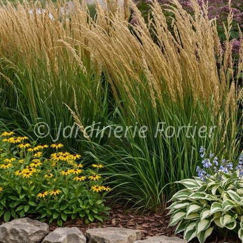 Calamagrostis acutiflora "Karl Foerster"