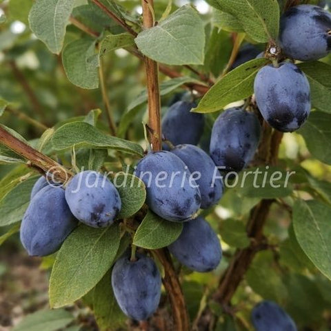 Camerisier "Blue Bell"