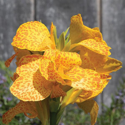 Canna Cannova Gold Leopard / NOUVEAUTÉ 2025