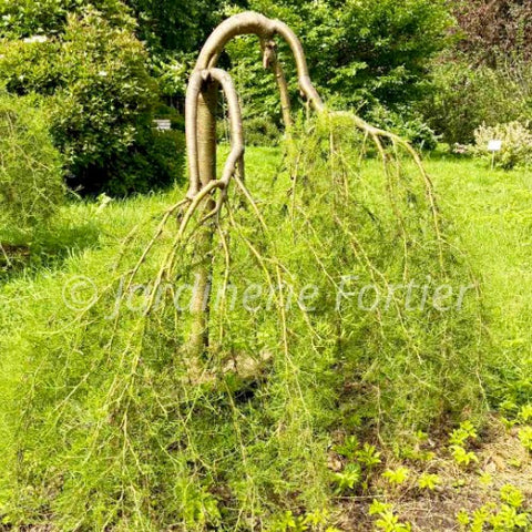 Caragana "Walker"