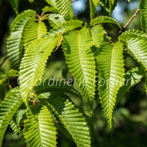 Carpinus "Charme Carolina"
