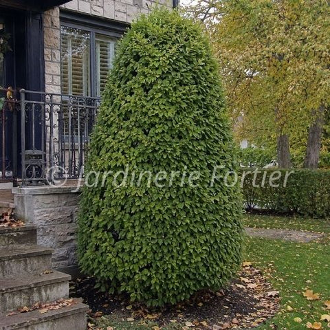 Carpinus betulus "Columnaris Nana"