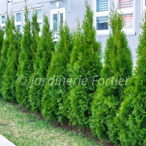 Cèdre occidentalis "Smaragd"