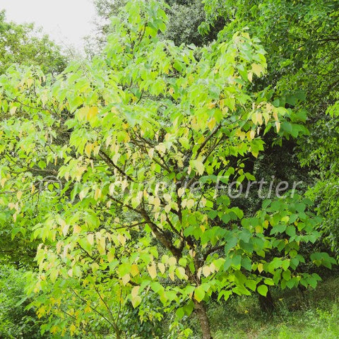 Celtis occidentalis