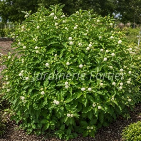 Cephalanthus "Occidentalis"