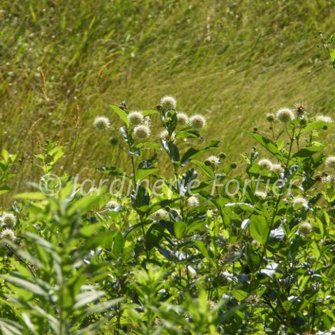 Cephalanthus "Sugar shack"