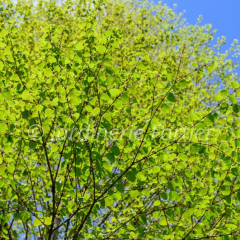 Cercidiphyllum Japonicum