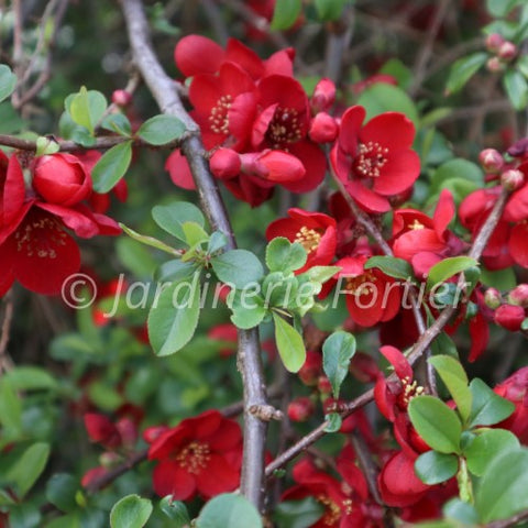 Chaenomeles "Crimson gold"